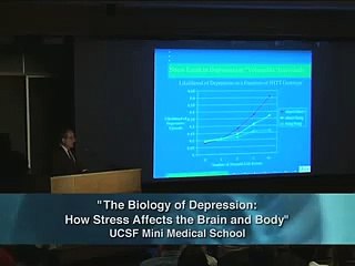 The Biology of Depression The Affects of Stress 24