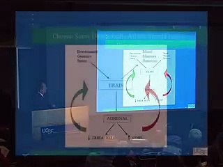 The Biology of Depression The Affects of Stress 42