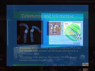 The Biology of Depression The Affects of Stress 50