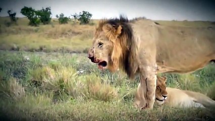 Lion vs Lion, Lion vs Tiger, Fight King Animals Attack to Death!