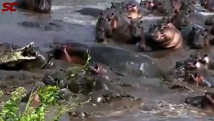 30 Most Horrifying Animals Fight - Real Fight