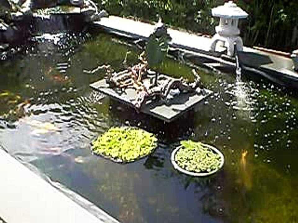 pond video 1