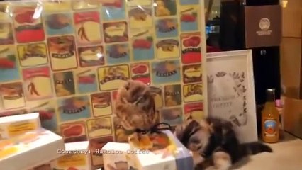 Kitten and owl video becomes internet sensation in Japan