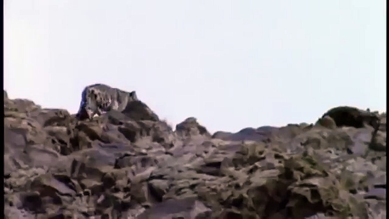 Hunting For The SNOW LEOPARD 23