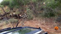 Wild Dogs Killing Wildebeest - Latest Wildlife Sightings