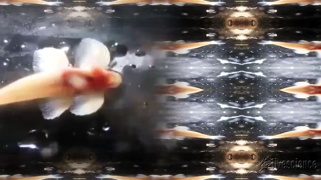 Pelvic 'Boogie' Moves Blind Cavefish   Video