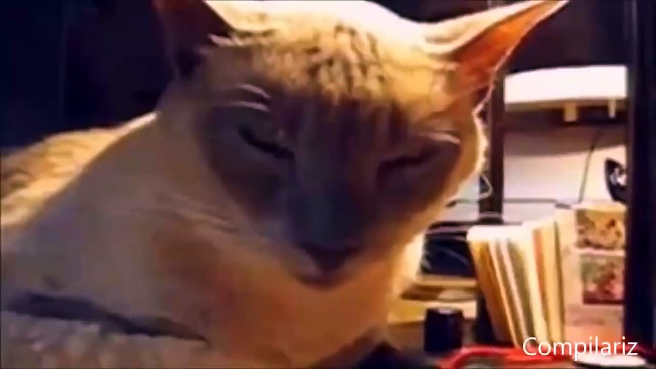 1 HOUR of Funny Cat & Cute Kittens Fail Videos - Funny Kitty Cat Video April 2015