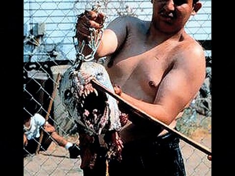 Animais desconhecidos