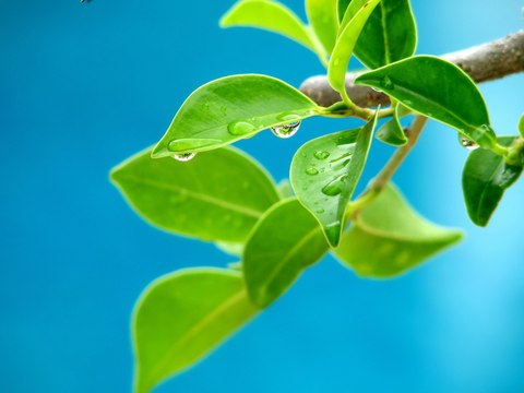 Qué significa soñar con hojas - Sueño Significado
