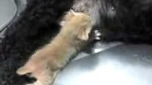 CADELA MÃE GATO FILHO MAMANDO