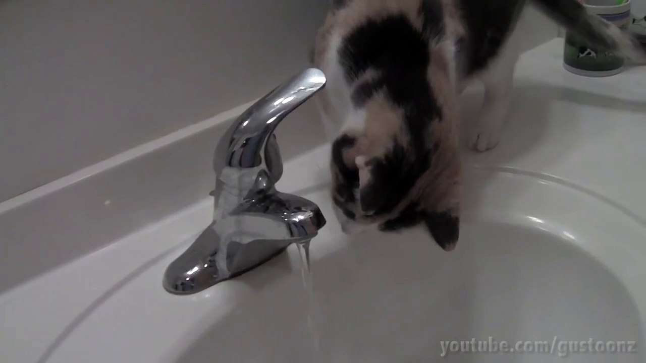 Really Good Cat Pranks
