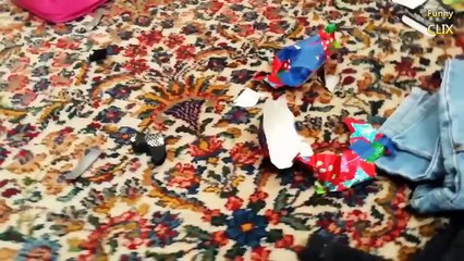 Funny Guilty Dogs Compilation 2016 [NEW]