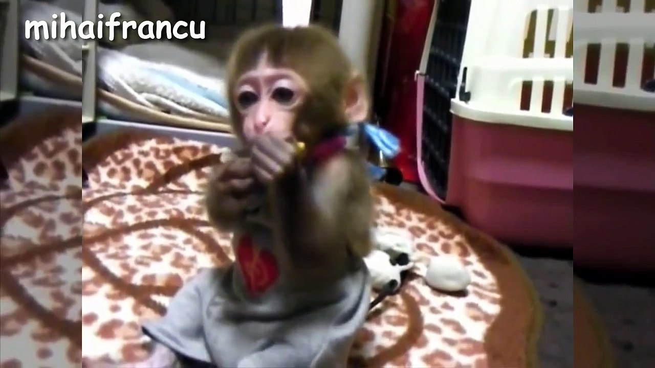 Baby Monkey - A Funny And Cute Baby Monkey Videos Compilation || NEW HD
