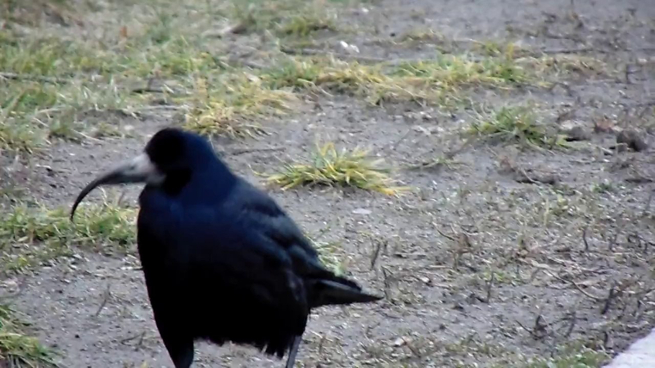 Beak Deformity