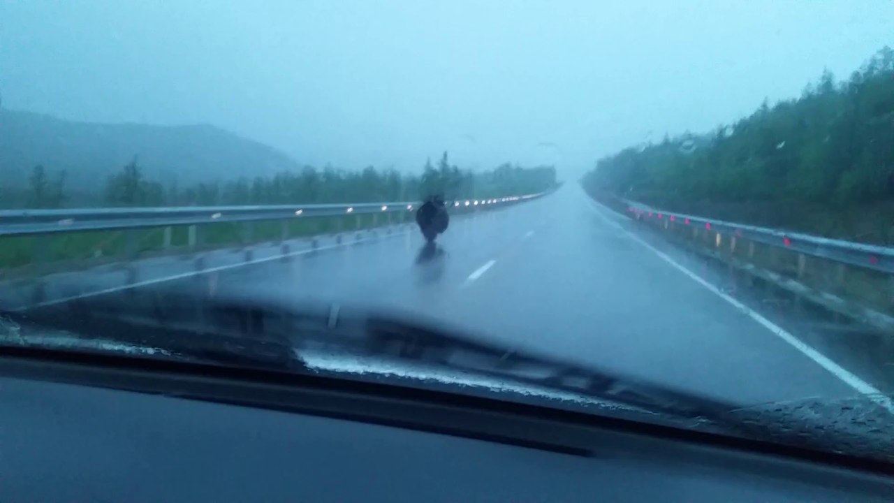 Bear Runs On Highway!