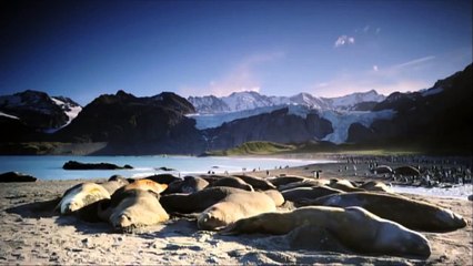 Une équipe de tournage surprise par des éléphants de mer vandales