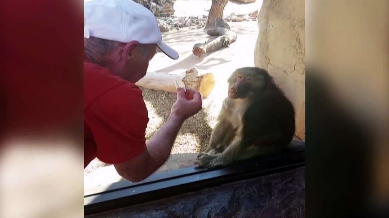 Un singe impressionné par un tour de magie