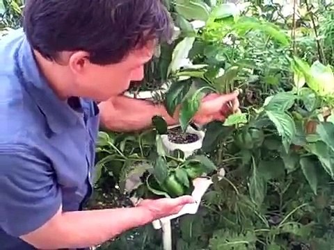 Hydroponic Gardening - Grow Organic Plants Fast