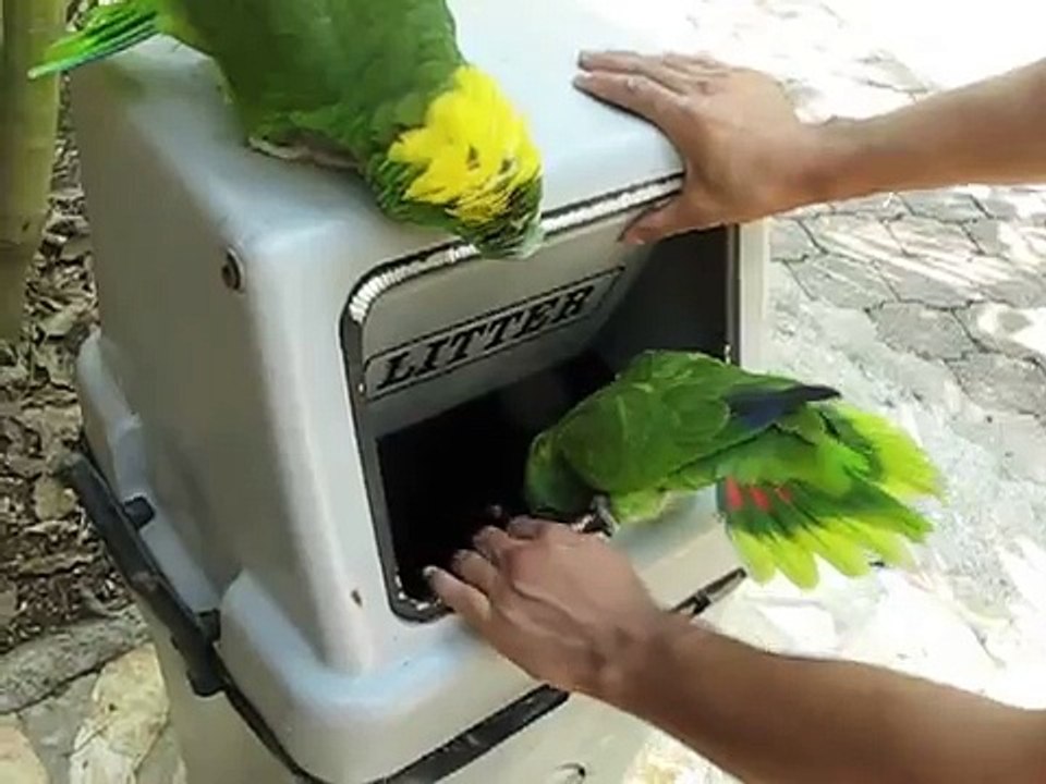 The Laughing Parrot