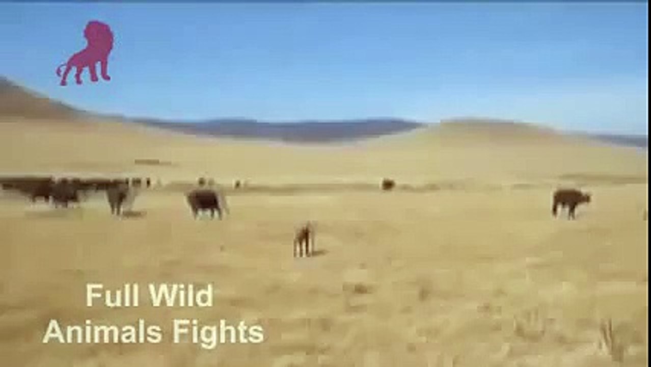 Animals Battle Lions attack buffalo Lions vs buffaloes Fight