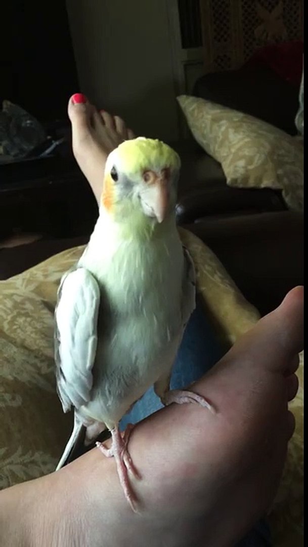 ⁣Cockatiel singing iPhone ring tone