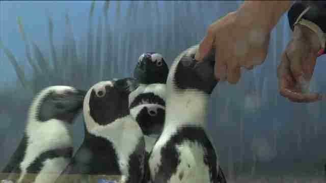 Los pingüinos celebran la Pascua en el acuario de Miami