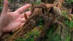 10 of the World’s Largest Spiders