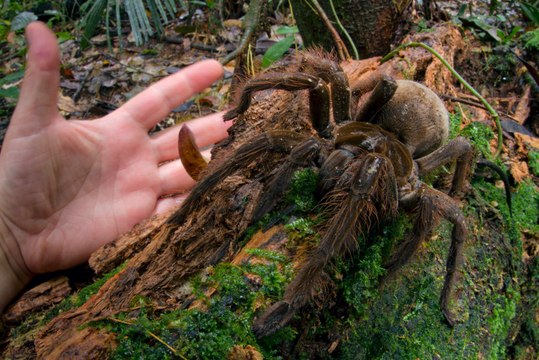 10 of the World’s Largest Spiders