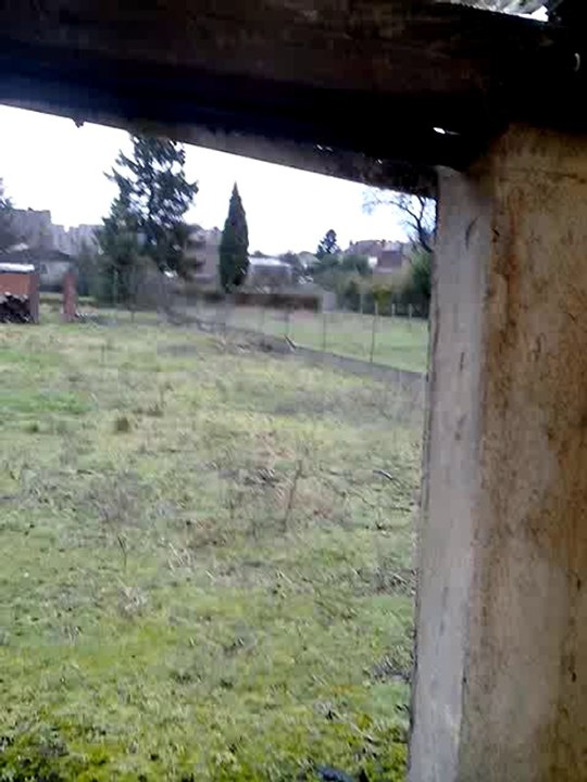 Elevage de chiens de france Bouviers Bernois Harnes