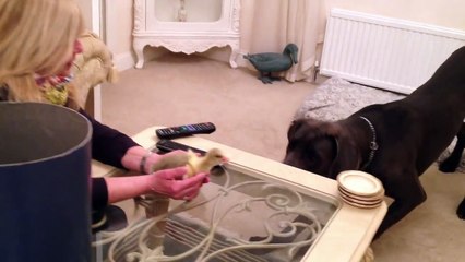 Rencontre entre un poussin et un gros chien. Futures meilleurs amis... Trop mignon