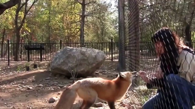 Вот как говорит лиса