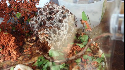 La bourse des crocos - JothoReptile et ses fourmis