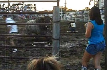 Öfkeli Boğanın Gazabına Uğradılar