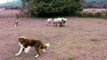 Rodeo herding sheep 2
