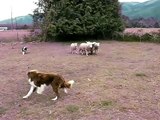 Rodeo herding sheep 2