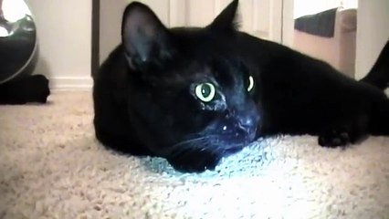 Talking Kitty Cat 16 - Good morning!