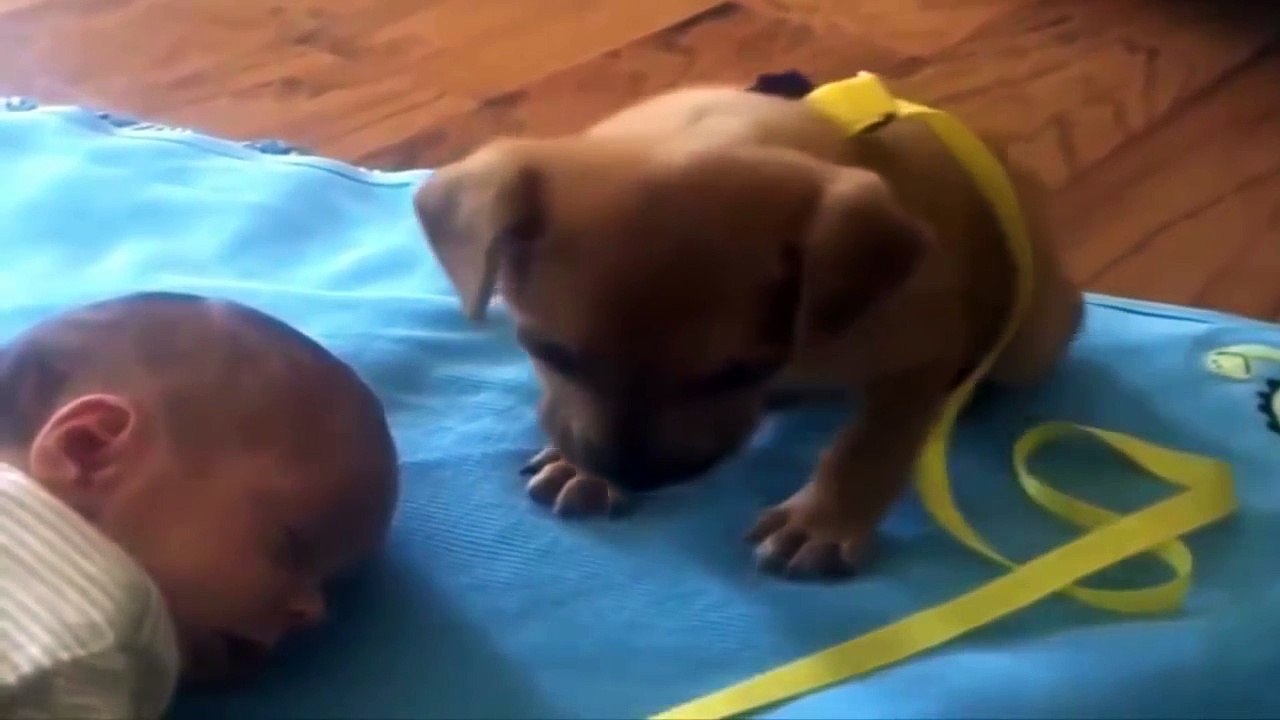 Funny Animals Compilation 2015- 2016 ►Try Not to Laugh or Grin Impossible Challenge!