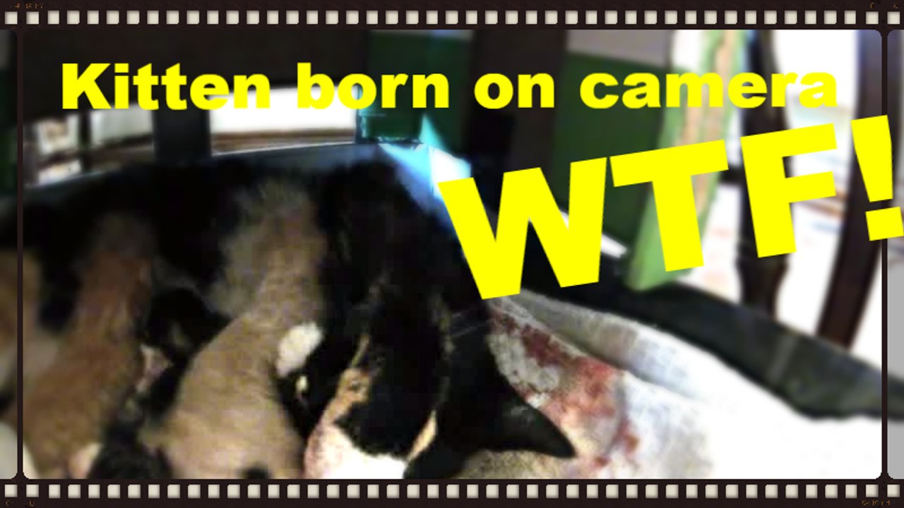 Kitten born on camera  WTF!
