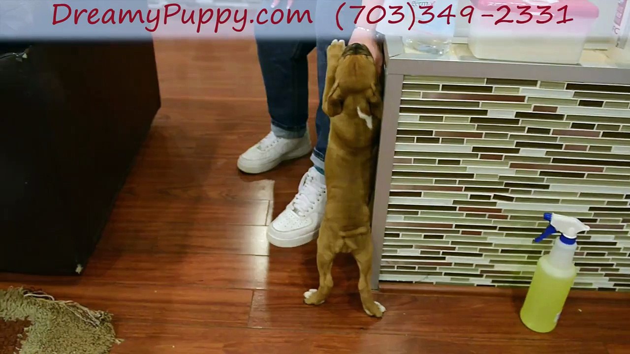 The Valley Bulldog Girl Dreamy Puppy Puppies - How To Keep Your Dream Puppy Chantilly Healthy & Cheerful