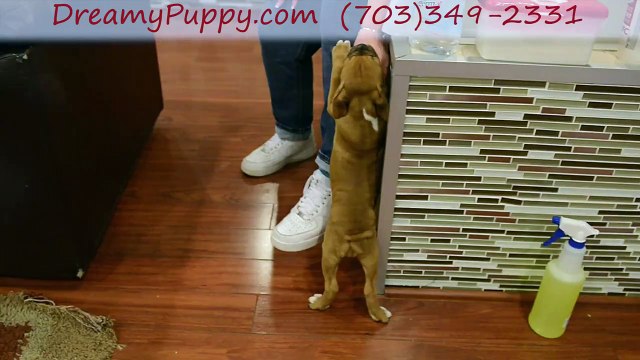 The Valley Bulldog Girl Dreamy Puppy Puppies - How To Keep Your Dream Puppy Chantilly Healthy & Cheerful