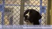 Shy Shelter Dog FLIPS OUT After Realizing He's Been Adopted