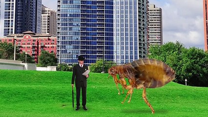 Talking Ginger’s Animal Olympics