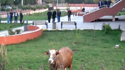 Kesimden Kaçan Dana Adliye Bahçesine Girdi