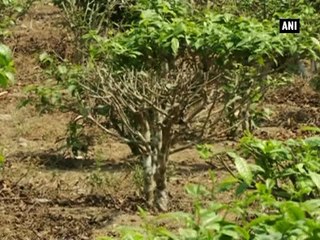 Drought leads to a dip in tea production in Siliguri