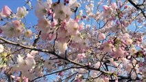Cherry Blossoms in Peak Bloom in Washington, DC