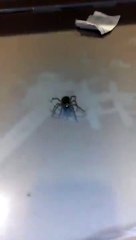 Mother Wolf Spider Carrying Babies on her Back