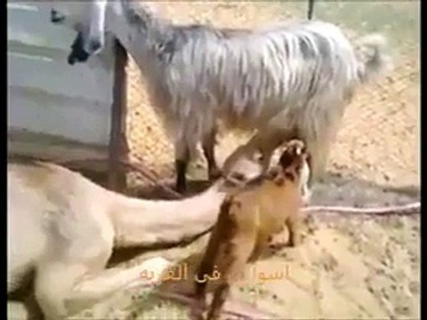 Goat Feeding Milk to Baby Camel