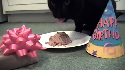Talking Kitty Cat 9 - Sylvester's Birthday