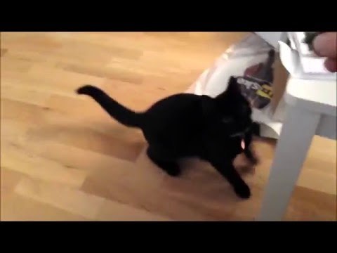 Cat Tries Playing Fetch