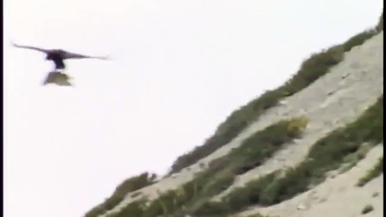 Hunting For The SNOW LEOPARD 45